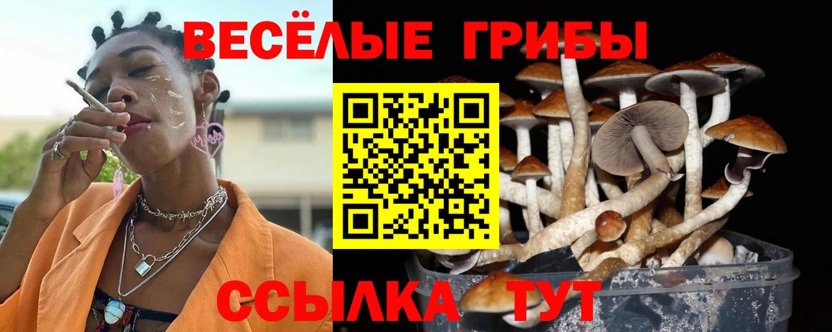 Галлюциногенные грибы Cubensis  Вход с VPN  Нурлат  Галлюциногенные грибы Psilocybine cubensis 